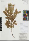Foto von Salix lasiandra var. recomponens Raup